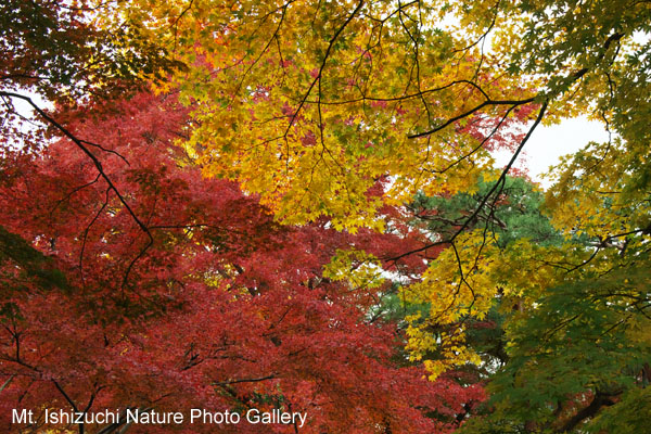 kyoto (040)